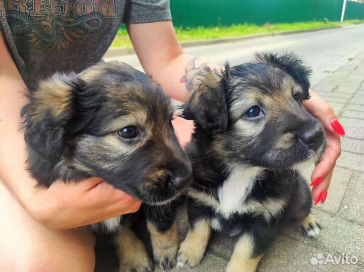 Щенок девочка в добрые руки