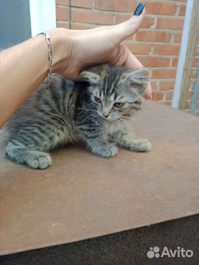 Кошки в добрые руки