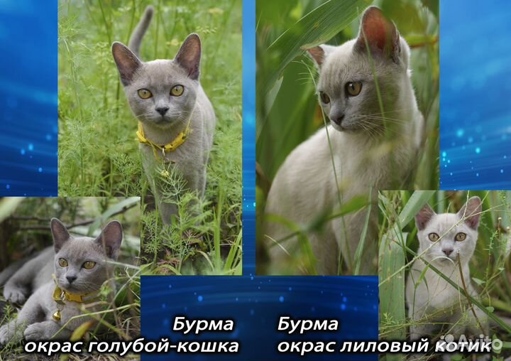 Бурмы с документами