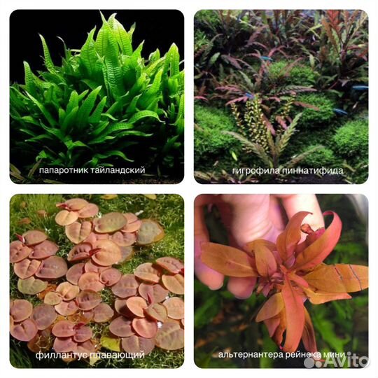 Аквариумные растения