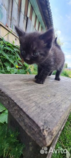 Кошка бесплатно