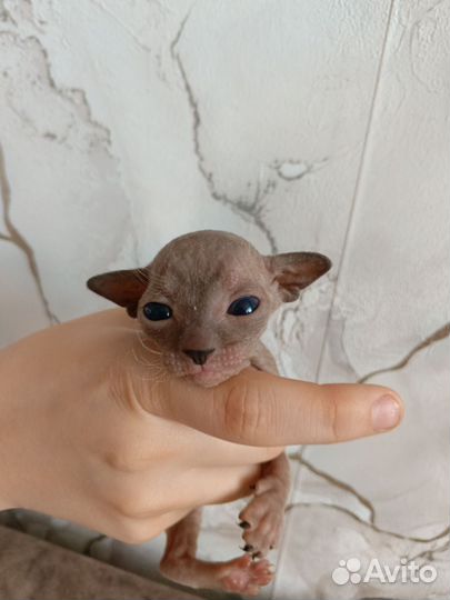 Котята сфинкс