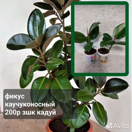 Фикус,кротон,диффенбахия, декабрист бамбук