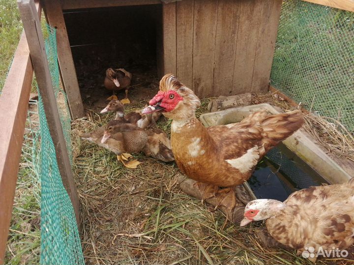 Мускусные утята, семья уток