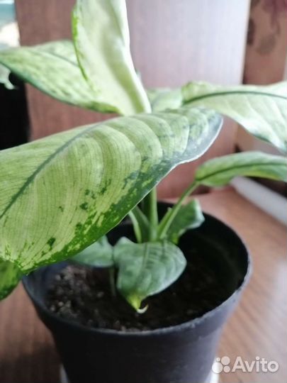 Диффенбахия