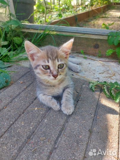 Котята в добрые руки бесплатно