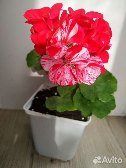 Пеларгония Твист, Звезда и Роза