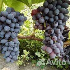 Саженцы винограда