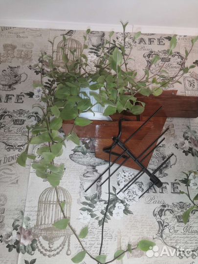 Традесканция