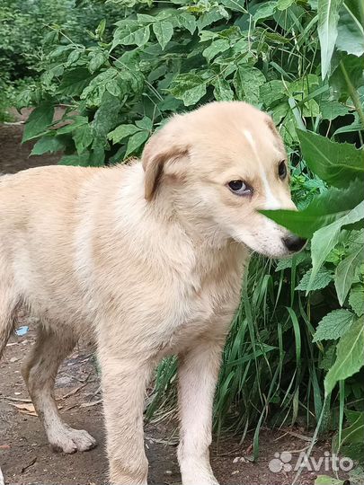 Собака в добрые руки