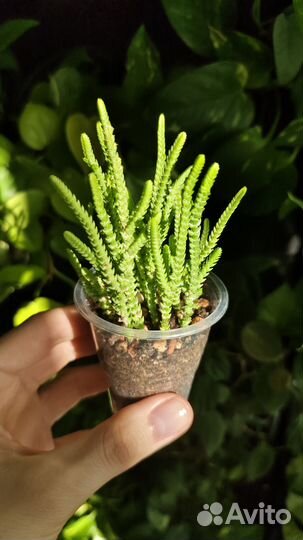 Суккуленты крассулы