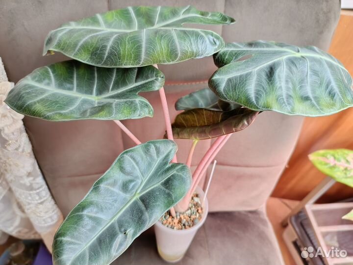 Алоказия пинк дракон