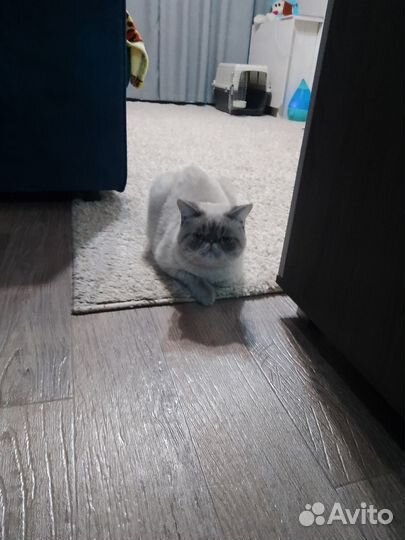 Экзот. Вязка