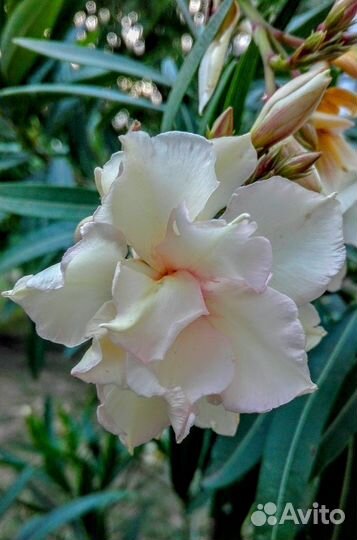 Саженцы Олеандра