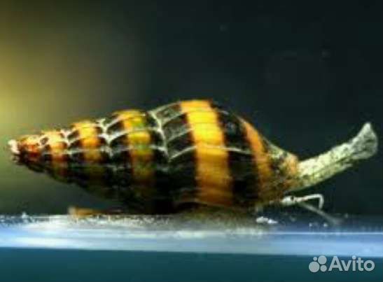 Улитка Хелена