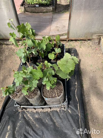 Саженцы Винограда