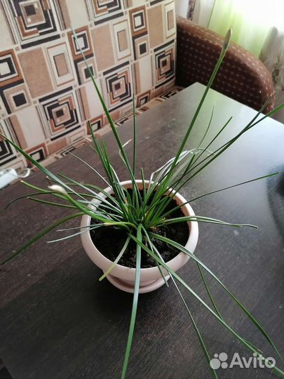 Комнатные цветы