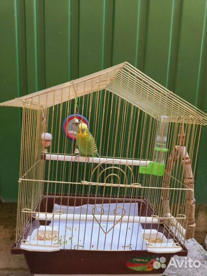 Волнистый попугай с клеткой