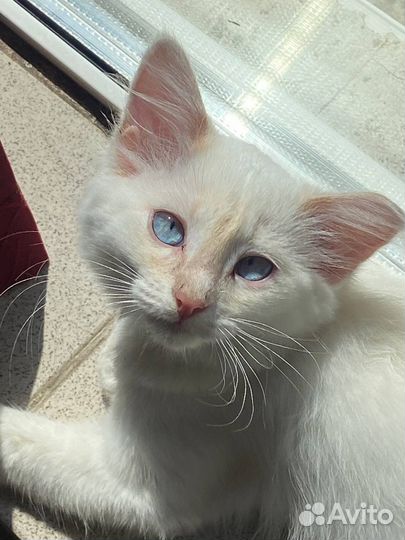 Котёнок(девочка)