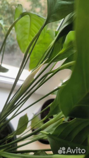 Спатифиллум