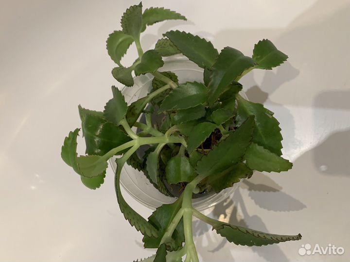 Каланхоэ лечебное дегремона