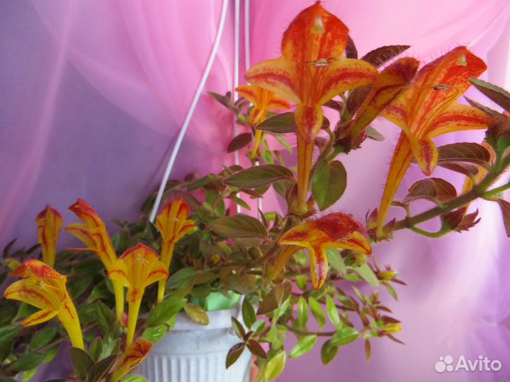 Эсхинантусы,лиана