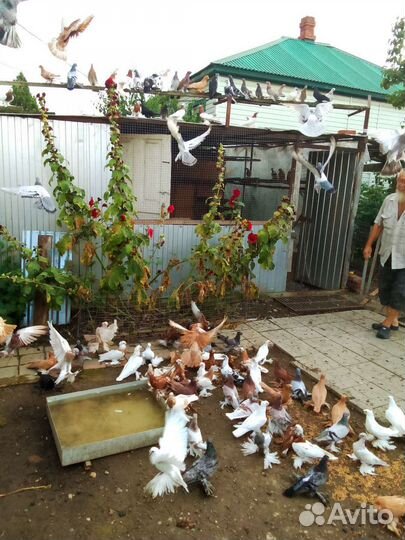 Продажа голубей