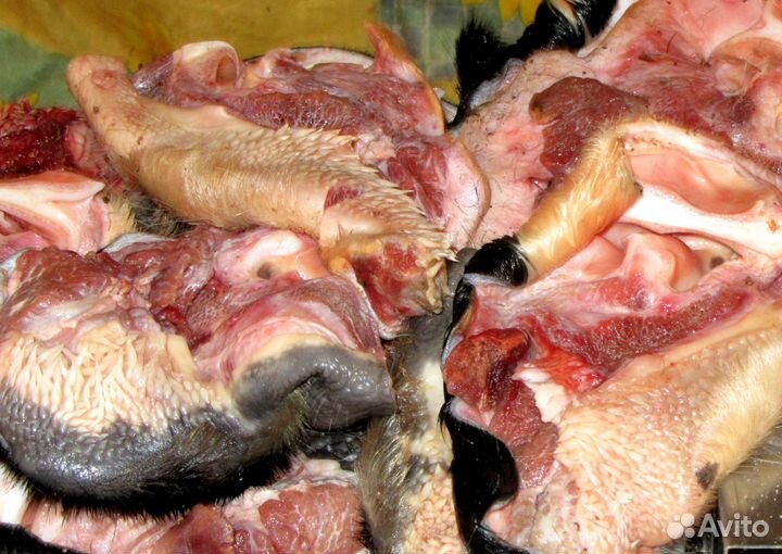 Мясо для собак в Калуге