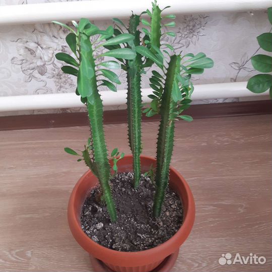 Комнатные растения