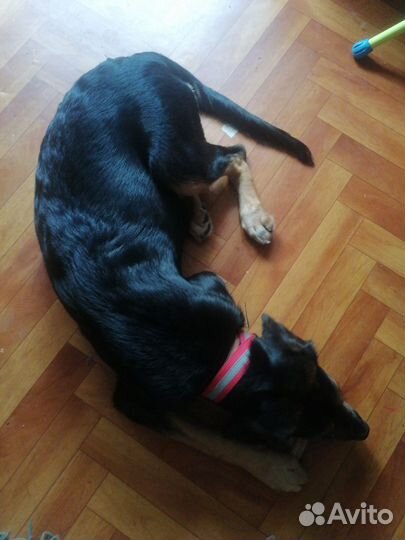 Щенок 4 месяца девочка