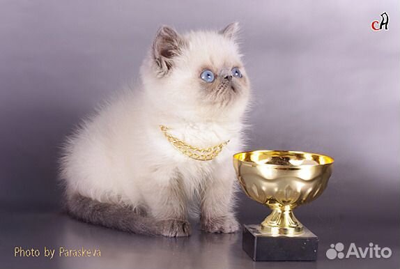 Блю поинт клубные имеет докум