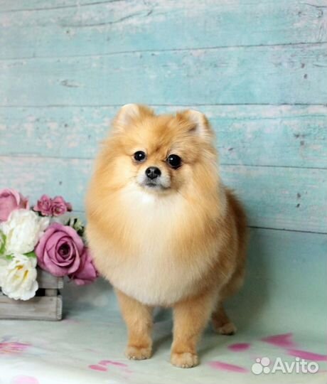 Грумер стрижка собак и кошек