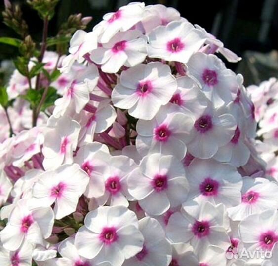 Флокс метельчатый Европа