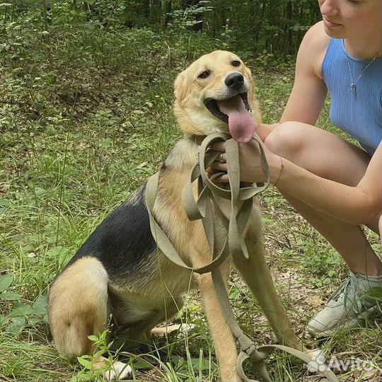 Метель стерилизованная годовалая красотка