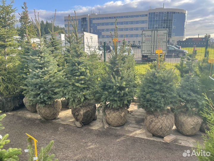 Саженцы ели. Ель голубая 