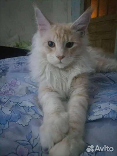 Кот мейн-кун вязка