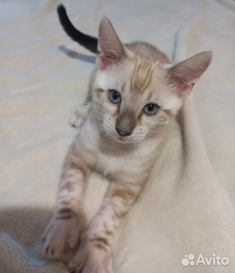 Бенгальские котята с документами