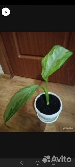 Аглаонема Сильвер Бей