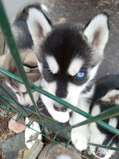 Сибирский хаски