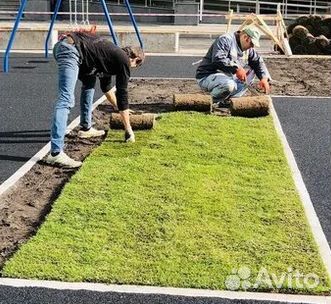 Рулонный газон