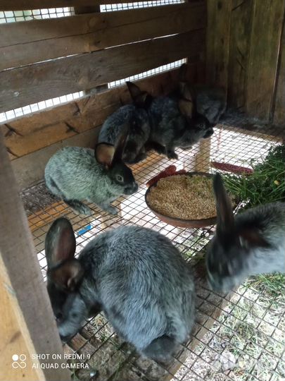 Кролики мясных пород