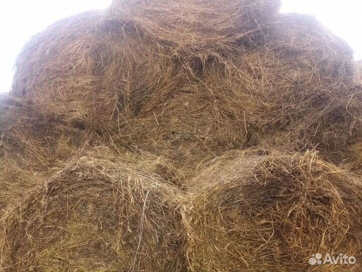Продам сено в рулонах