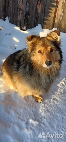 Отдам в добрые руки