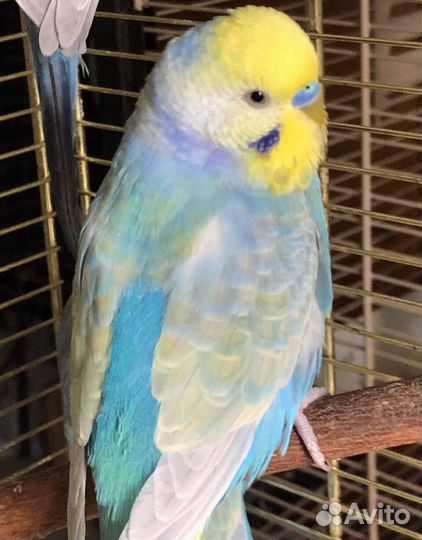 Волнистый попугай радужного окраса