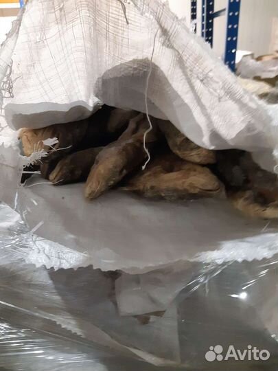 Налим свежемороженный