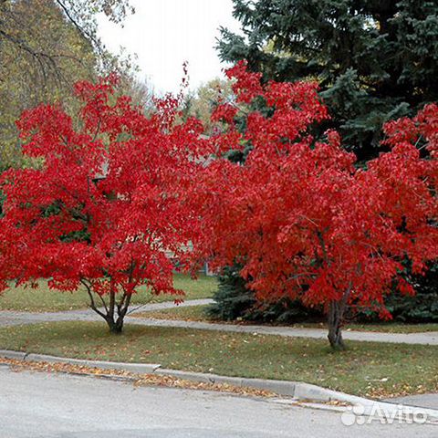 Саженцы клёна Гиннала, закрытая корневая система