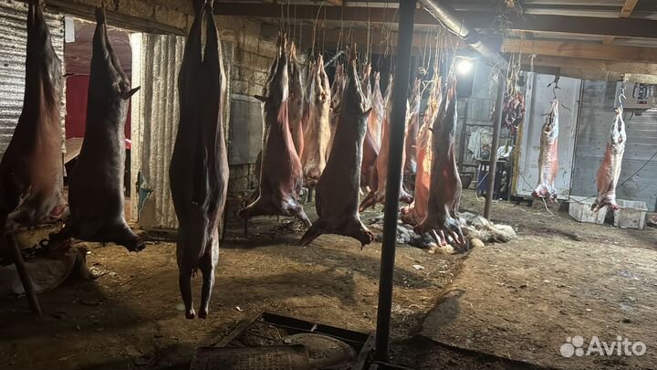Баранина по краю доставка от 10 тушек