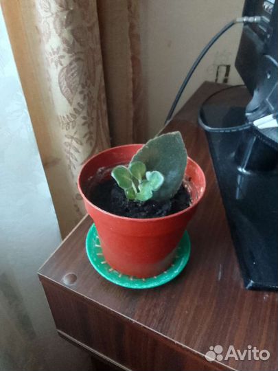 Фиалка ярко розовая, сортовая