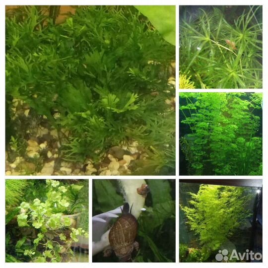 Акварастения,улитки продам/обменяю