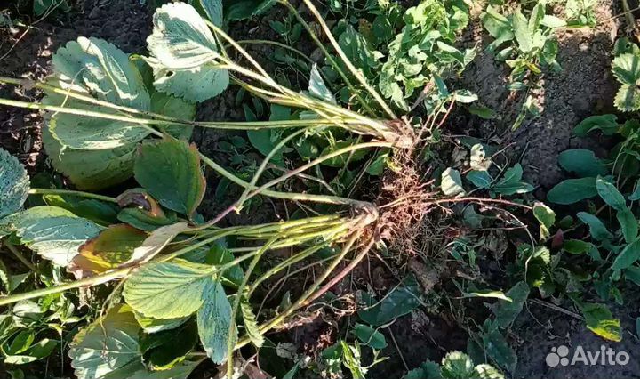 Куст+усы алба клери